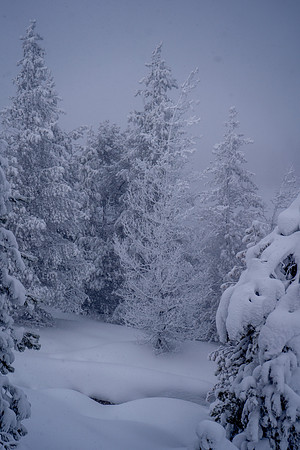 2019.02.Yellowstone.3456