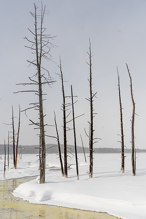 2019.02.Yellowstone.3010