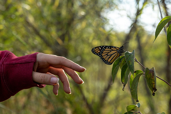 Monarch Tagging: 2022