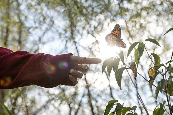 Monarch Tagging: 2022
