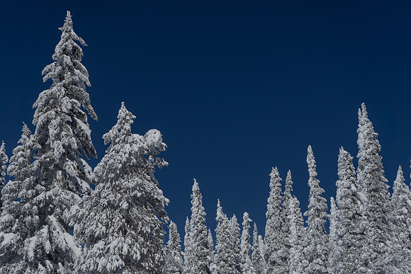 2019.02.Yellowstone.0176