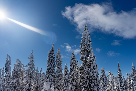 2019.02.Yellowstone.0192