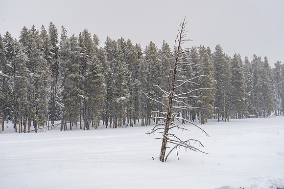 2019.02.Yellowstone.2528