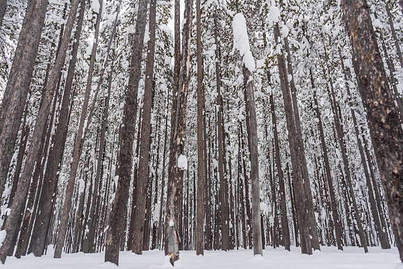 2019.02.Yellowstone.1550