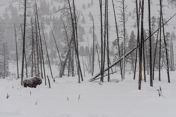 2019.02.Yellowstone.3092