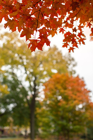 Meg.Kumin.2014.10.23._MG_5439