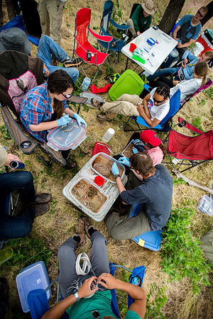 Field Herpetology Summer Class: 2017