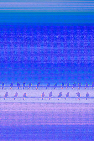 IMG_9541.11.11.birds.0155