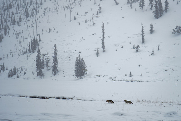 2019.02.Yellowstone.2131
