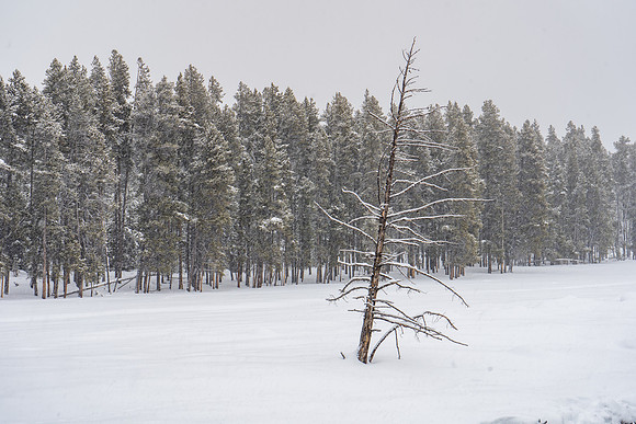 2019.02.Yellowstone.2528