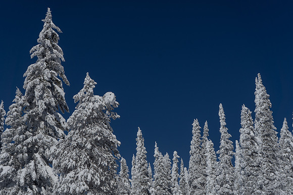 2019.02.Yellowstone.0176