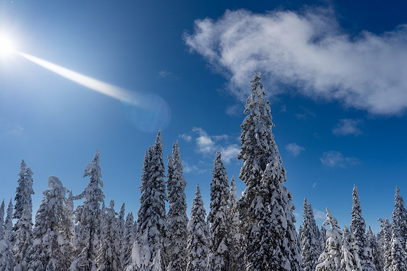 2019.02.Yellowstone.0192