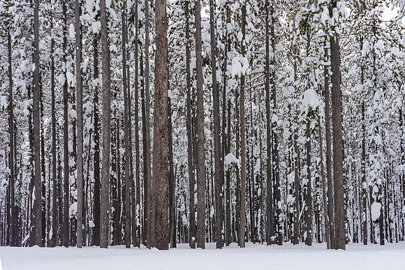 2019.02.Yellowstone.1616