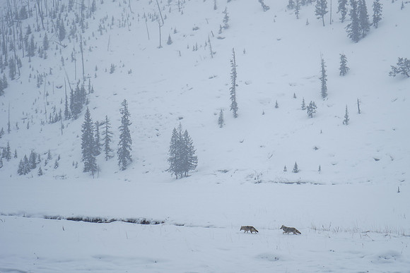 2019.02.Yellowstone.2131