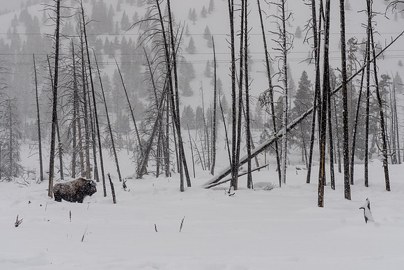 2019.02.Yellowstone.3092