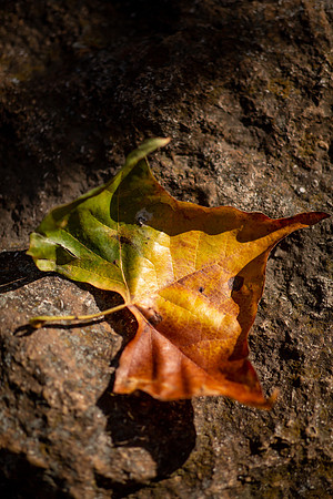 Fall Color: 2020