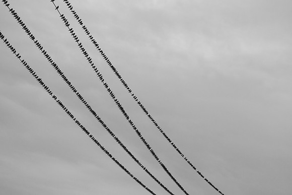IMG_9551