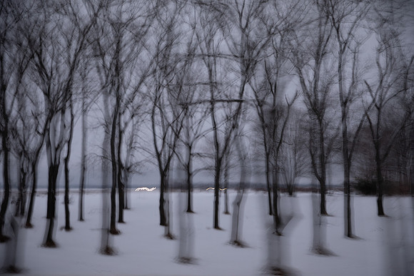 1903490_MK_WinterSnow_1142