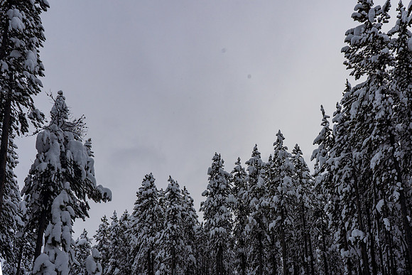 2019.02.Yellowstone.1632