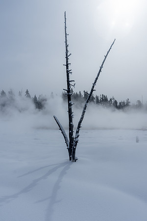 2019.02.Yellowstone.2906