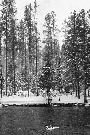 2019.02.Yellowstone.1966
